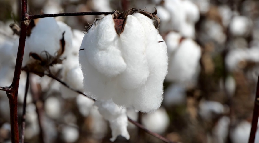 Low commodity prices in 2025 made it a difficult year for farmers